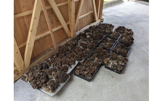 原木まいたけ 1kg | 長野県 松本市 信州産 まいたけ きのこ マイタケ 原木 舞茸