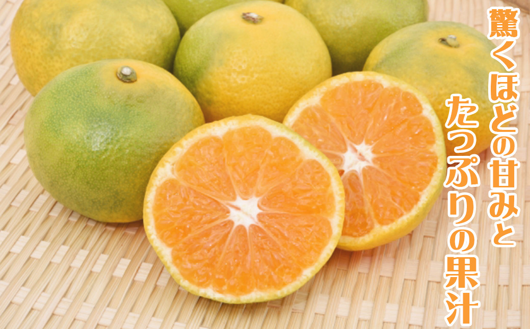 驚くほどの甘みと、極早生特有の爽やかな酸味、濃い味をお楽しみいただけます。