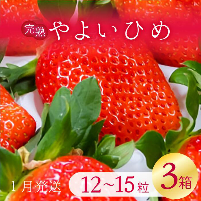 【2026年1月発送】甘~い!いちご やよいひめ 3箱(1箱:12粒~15粒入り)|いちご イチゴ 苺 ストロベリー やよいひめ 果物 くだもの フルーツ 先行予約 茨城県 行方市(V-7)