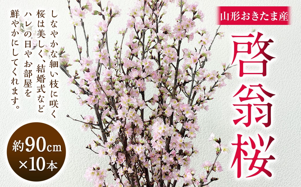 
                  啓翁桜 約90cm×10本 桜 さくら サクラ 花 【2027年1月上旬～2月下旬発送予定】 
                