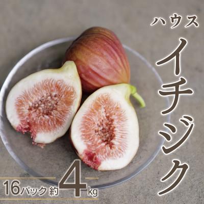 ふるさと納税 宇城市 ハウスイチジク 約4kg 約250g×16パック 旬の果物いちじくをお届けします!!【宝ファーム】