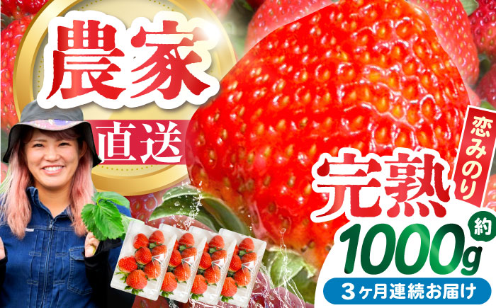【2026年1月 初回発送】【3回定期便】南島原産 いちご 「恋みのり」約260g×4P / イチゴ 苺 フルーツ 果物 / 南島原市 / あゆみfarm [SFF003]