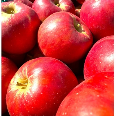 【26年4月出荷予定】紅玉 約5kg おもてなし用 CA貯蔵 クール便【配送不可地域：離島・沖縄県】【1612930】