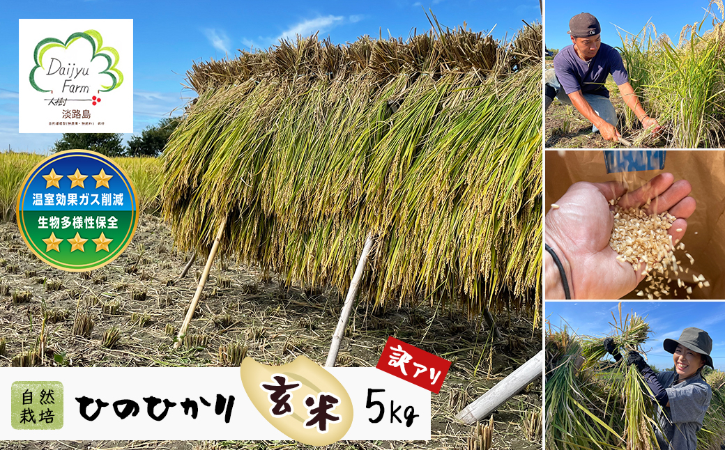 
                  自然栽培　ひのひかり（玄米）　5kg 《無選別品のため訳アリ》
                