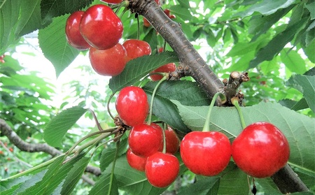 温室さくらんぼ（佐藤錦）５００ｇ　ご家庭用　0112-2605