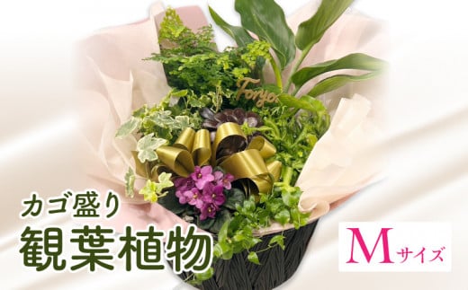 観葉植物 カゴ盛り Mサイズ_M238-007_02