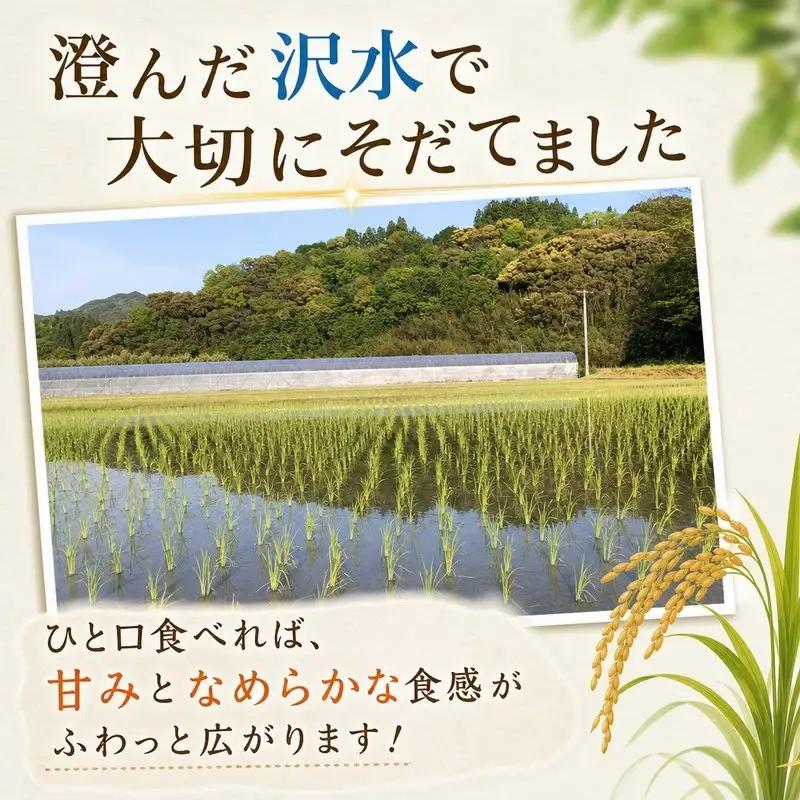 こしひかり 玄米 新米 10kg  2026年産［0940-4］