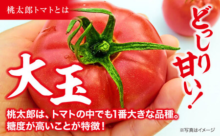 【先行予約】【4月上旬から順次発送】 トマト 桃太郎 12から15玉 約2.3kg 愛媛県大洲市/梶原農園 とまと 大玉トマト 野菜 リコピン 人気[AGCX003]