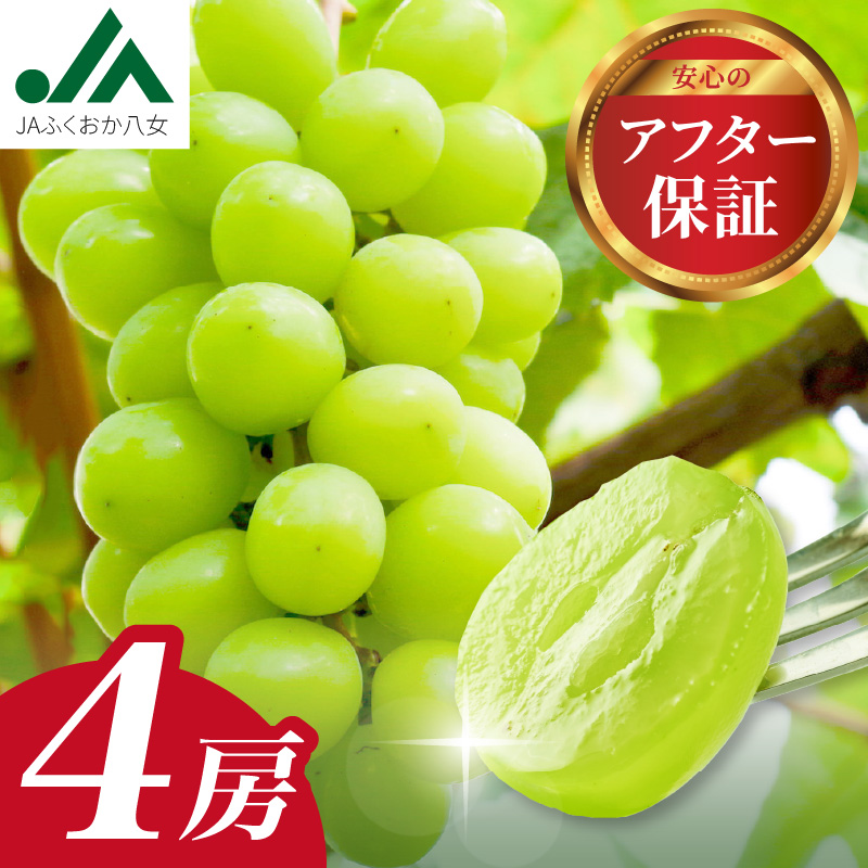 【先行予約】シャインマスカット（350g×4パック）【ＪＡふくおか八女】｜９月上旬〜発送予定 マスカット ぶどう 種なし 皮ごと食べられる 糖度18度 高糖度 甘い 厳選 産地直送 1.4kg 先行予約 旬 クール便 品質保証 数量限定 福岡 八女