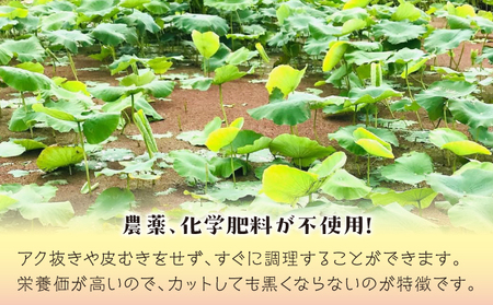 【令和7年10月以降発送】琉球蓮根 1kg 豊富な湧水とミネラルたっぷりの土で育った自然栽培の蓮根 [農薬 科学肥料 不使用] | NATURAL TONE | 蓮根 れんこん レンコン | 産地直送