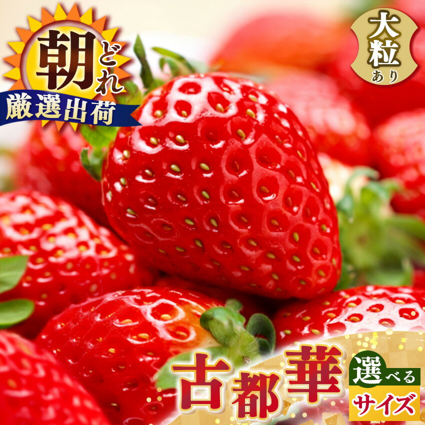 【ふるさと納税】【選べる 内容量】平群の古都華 いちご L～5Lサイズ 計2～4パック 苺屋小東 | 果物 くだもの フルーツ 苺 イチゴ いちご ストロベリー 古都華 ことか 旬の品種 奈良県 平群町 高級 ブランド苺 旬 産地 直送 限定出荷 ふるさと納税苺