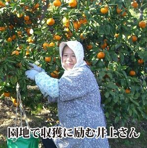 M、Sでお届け・濃厚な味わい! 井上農園「南柑20号」約5kg 【C39-12】【1245424】