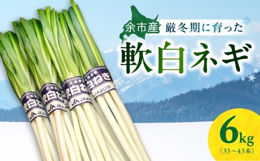 
                  【先行予約：2026年12月中旬以降発送】厳寒期の希少品【北海道余市産 軟白ネギ】6kg 加熱で極甘 とろける柔らかさ 白い部分が長い 甘味抜群
                