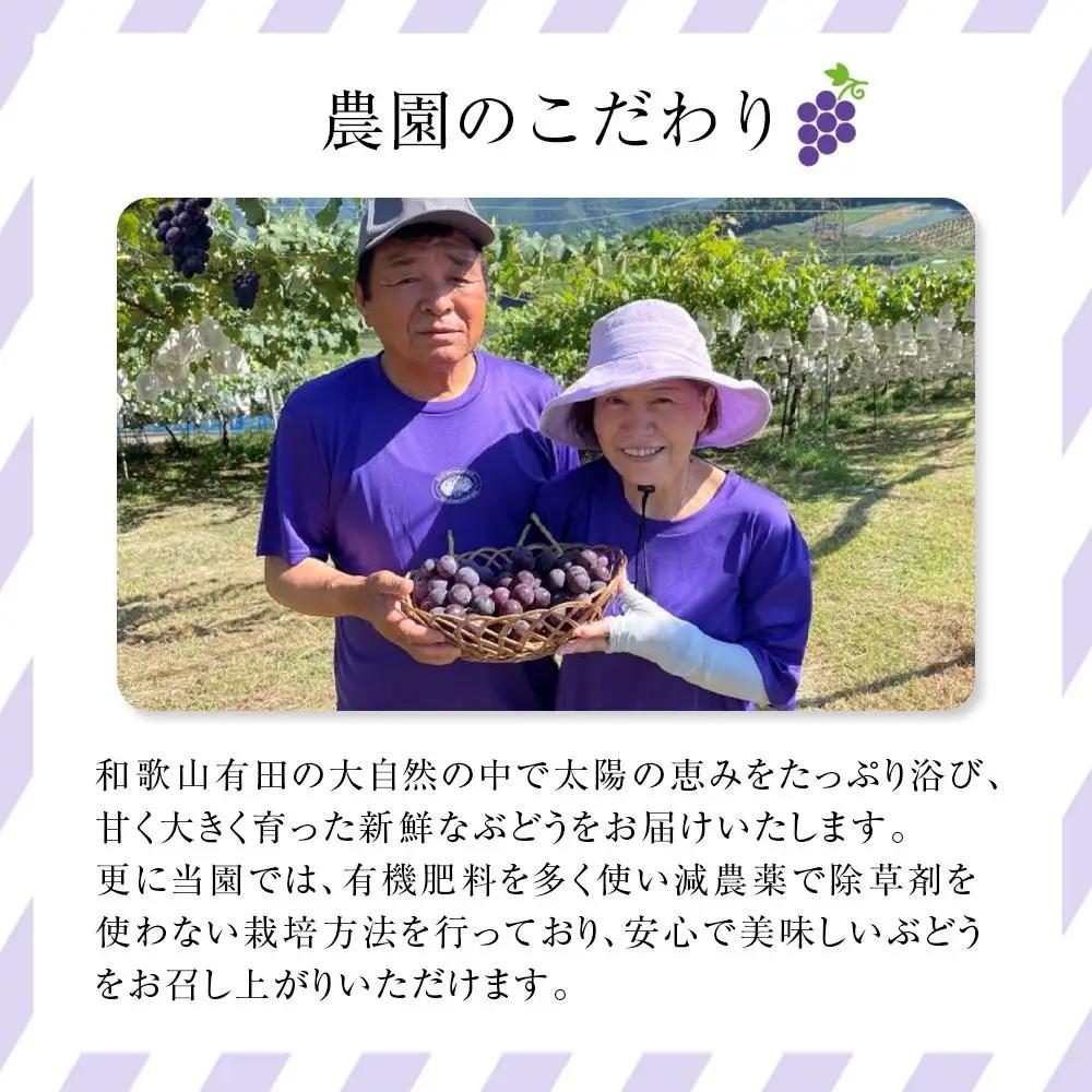 有田産 巨峰 1.2kg 3~4房 フルーツ 巨峰 ［2026年8月下旬以降発送］ 先行予約 和歌山 