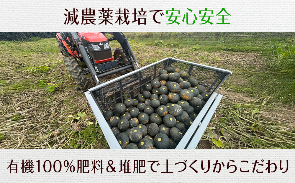 【2026年秋頃発送予約】「くりゆたか」 かぼちゃ10㎏(5玉～7玉）有機質100％肥料 煮物 天ぷら