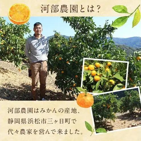 河部農園 自家製 奥平山産 青島みかんのシロップ漬け 1本800g×3本 計約2.4kg オリジナル化粧箱入 シロップ漬け みかん ミカン 蜜柑 静岡 浜松市