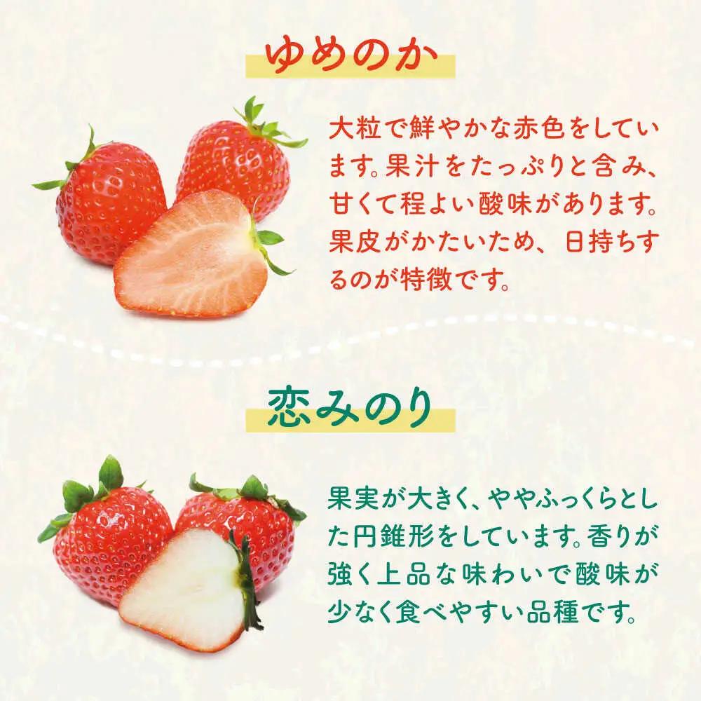 【全3回定期便】【先行予約】いちご イチゴ 苺 ゆめのか 恋みのり 計 1kg「ゆめ恋セット」 （250g × 4パック）【2027年2月以降順次発送】《壱岐市》【蒼花】 [JEO003] 45000