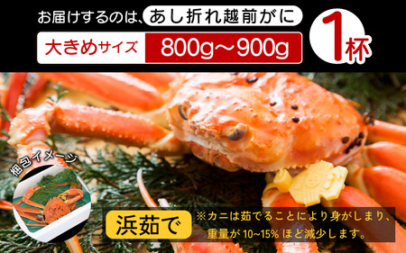 【訳あり】足折れ 越前がに 大きめサイズ × 1杯（800～900g）地元で喜ばれるゆで加減・塩加減で越前の港から直送！【1月発送分】【雄 ズワイガニ ずわいがに 姿 ボイル 冷蔵 福井県】希望日指定