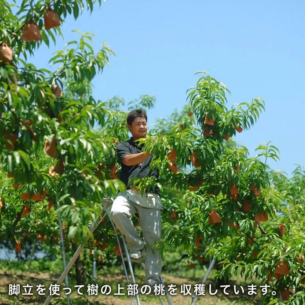 桃 2026年 先行予約 白桃 早生種 約1.3kg  5～6玉  岡山県産 桃