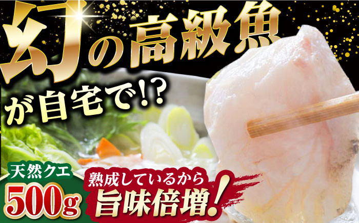 
            【2025年10月中旬より順次発送】対馬産 幻の高級魚 クエ 500g《対馬市》【保家商事】 冷凍配送 くえ アラ 切身 海鮮 鮮魚 魚介 [WAA004]
          