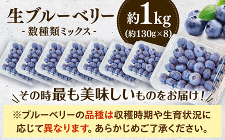ブルーベリー 約1kg 冷蔵 [APCH012] ブルーベリー