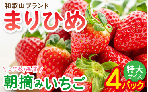 特大まりひめイチゴ 朝摘 6個～11個入×4パック【2027年1月中旬～3月末頃に順次発送】【先行予約】【KT4】