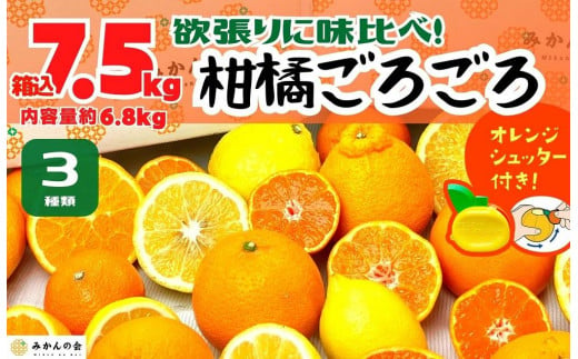 
柑橘ごろごろ 3種 箱込 7.5kg(内容量約 6.8kg) 秀品 優品 混合 和歌山県産 産地直送 【おまけ付き】【みかんの会】
