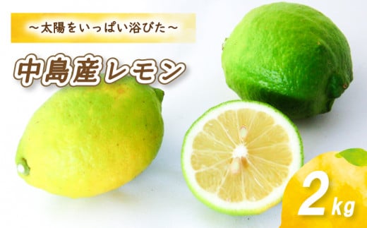 【10月から発送】 レモン 2kg ( 14〜 18玉 ) レモン 檸檬 レモン 数量限定 レモン 愛媛県産 レモン 松山市 レモン 中島 レモン 有機栽培 レモン 新鮮 レモン 【お贈り物にもおすすめ】