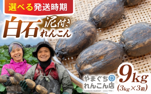 【先行予約 2027年1月～発送】【年明け発送】【祖母は104歳 健康長寿の源！】 白石れんこん9kg（3kg×3箱） 【やまぐちれんこん店】 蓮根 レンコン 根菜 野菜 佐賀県産 白石 [ICT009]