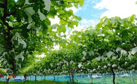 【2026年先行予約】まつもとぶどう園 ナガノパープル2房 約1kg ナガノパープル