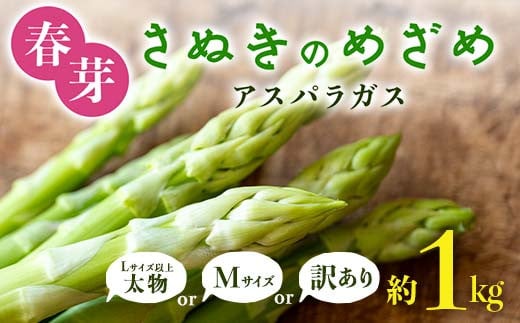 
            【選べるサイズ・訳あり】春芽 さぬきのめざめ アスパラガス M・Lサイズ 訳あり アスパラ サラダ お弁当 おかず フレッシュ 新鮮 琴平 香川 F5J-764
          