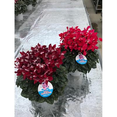 ふるさと納税 南相馬市 【2026年 先行予約】シクラメン ジックス 赤系 5号|レッド ワインレッド 花ギフト 根本園芸