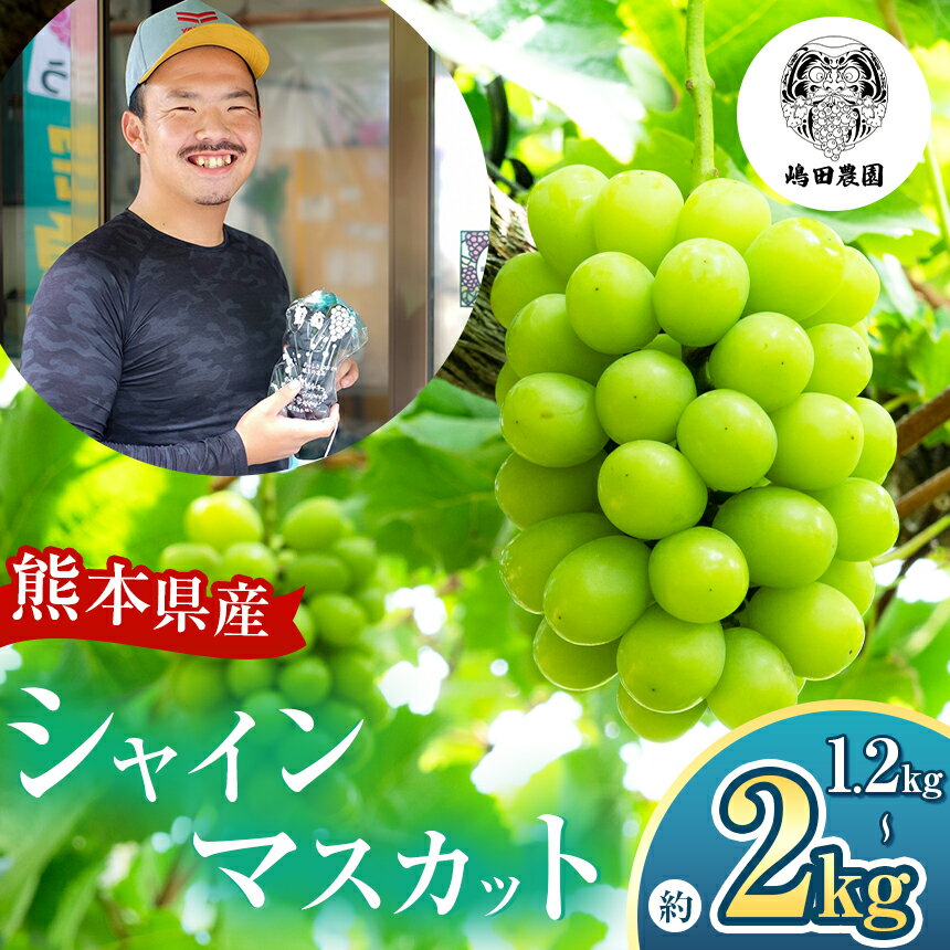 【ふるさと納税】 【 先行予約 】 熊本県産　シャインマスカット 約1.2kg or 約2kg ＜8月中旬頃より順次発送予定＞ 和水町 ぶどう マスカット 果物 フルーツ シャインマスカット 朝摘み 直送 約4房 要冷蔵 | 熊本県 熊本 くまもと なごみ 白ブドウ 季節の果物