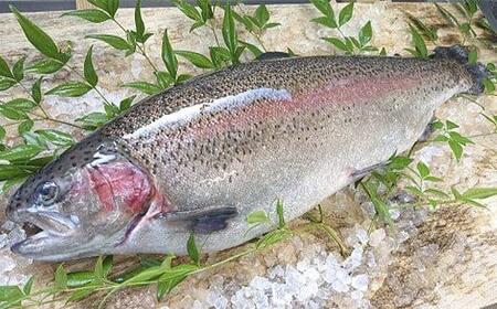 【定期便3回】産地直送栃木県のブランド魚「プレミアムヤシオマス」の刺身 400g (200g×2パック)  [ 冷凍便 ] | 魚 ます 養殖 産地直送 栃木県 (毎月お届け）
