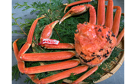 【B-37】鳥取網代港【ブランドタグ付】浜茹で！極上松葉ガニ（大）800g以上【さかなや新鮮組】