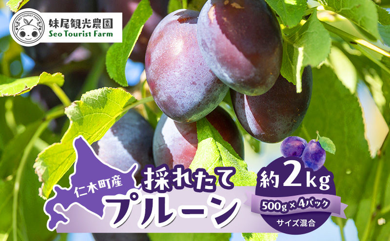 [先行受付/2025年] 仁木町の採れたて「サンプルーン」サイズ混載 2kg（500g×4パック） 北海道 仁木 果物 フルーツ プルーン [フルーツショップ妹尾観光農園]