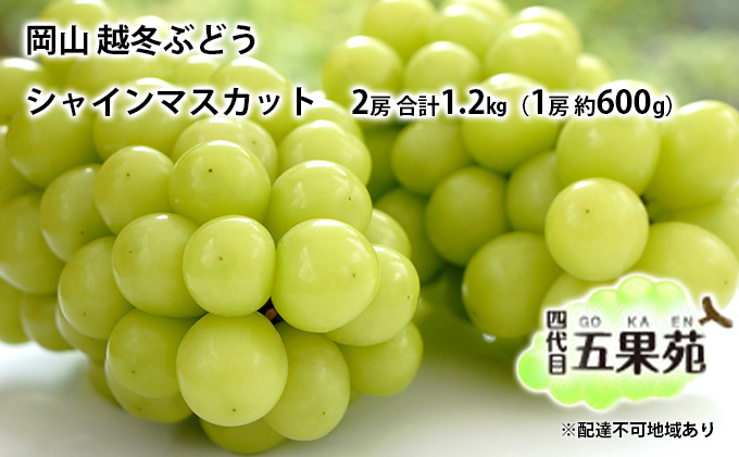 越冬 ぶどう シャイン マスカット 2房 合計1.2kg（1房 約600g）岡山県産 四代目 五果苑 果物 フルーツ デザート 樹上 完熟 平均糖度20度 減農薬 種なし 皮ごと 