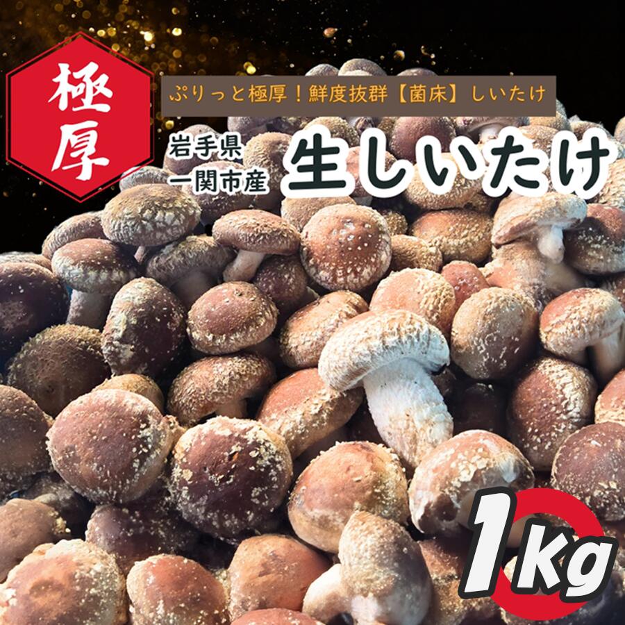 【ふるさと納税】先行予約 静かなハウスでじっくり育てた、ぷりっと極厚鮮度抜群しいたけ 1kg ふるさと納税 生しいたけ 椎茸 シイタケ 産直直送 産直