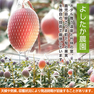 s577 《先行予約受付中！2025年4月下旬以降順次発送》ミ・ミディーマンゴー(合計1.8kg前後・450g前後(2～8個入り)×4P) 鹿児島 国産 九州産 フルーツ 果物 ミニ マンゴー 完熟 