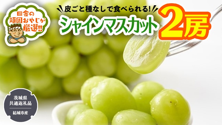 田舎の頑固おやじが厳選！シャインマスカット2房【2026年8月から発送開始】（茨城県共通返礼品 [ぶどう]：結城市産） マスカット 種なし 高糖度 ギフト お中元 甘い 美味しい フルーツ ぶどう [BI55-NT]