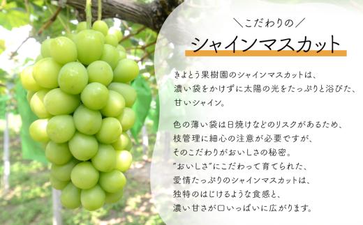 【2026年先行予約】量より質！桃とシャインマスカット、上級品の2回便 (定期便) (岡山県産)  / 8月10月 【KF-T060-02】