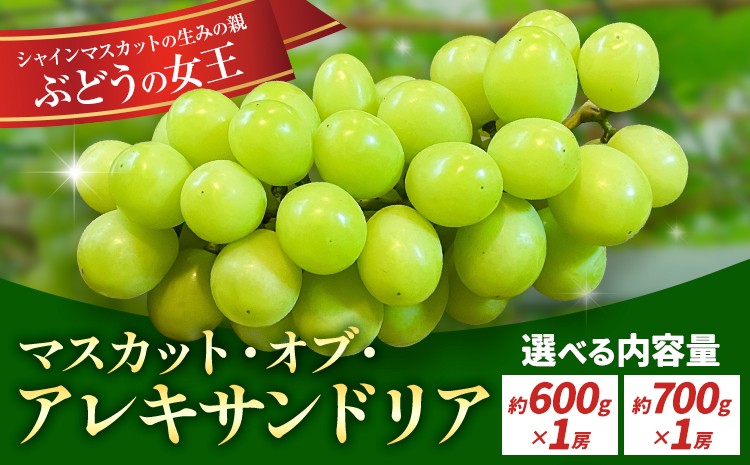 
            【2026年先行予約】岡山県産 マスカット・オブ・アレキサンドリア 選べる 計 600g 700g 株式会社 はちや《2026年6月下旬‐7月下旬頃出荷》岡山 国産 フルーツ 果物 岡山県 浅口市 フルーツ 果物 マスカット オブ アレキサンドリア【配送不可地域あり】
          
