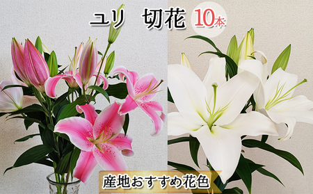 フラワーファーム しろねのユリ 切花10本（産地おすすめ花色）10月発送 植物 切り花 ゆり 白い花 ピンクの花 花束 