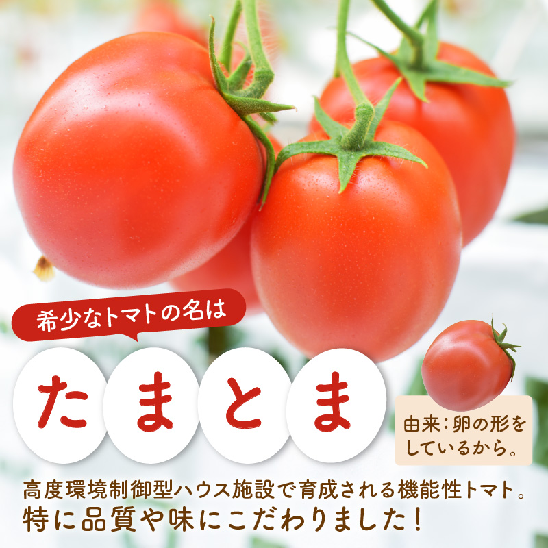 【限定出荷】"たまとま"＋カラーミニトマト(約4kg)《 野菜 トマト ミニトマト カラートマト 期間限定 送料無料 おすすめ 美味しい セット とまと ふるさと納税 》【2401C12101】