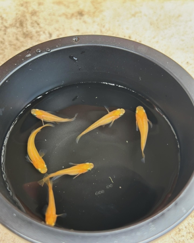 メダカ 楊貴妃 ５匹 （２ペア＋１匹） 死着保証 ／ aju succulent 観賞魚 淡水魚 魚 ペット 生き物 奈良県 葛城市