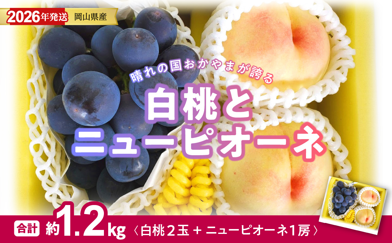 【2026年発送分 先行受付スタート！】岡山県産 白桃とニューピオーネのセット（令和8年7月以降発送）【 白桃 ニューピオーネ セット 詰合せ フルーツ 果物 くだもの もも 桃 モモ 葡萄 ぶどう 