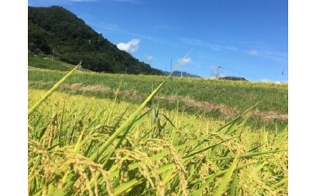 米 令和7年 3回 定期便 つぶら野米 コシヒカリ 白米 10kg×3回 総計30kg