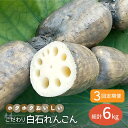 【ふるさと納税】【先行予約】【3回定期便】こだわり白石れんこん 2kg/回（総計6kg）【れんこんの家やました】レンコン 蓮根 白石町産 野菜 根菜 [IAW005]