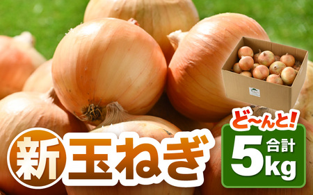 【先行予約】採れたて 新玉ねぎ 5kg（サイズ S M L ミックス）田んぼで育てた甘くて柔らか自慢の玉ねぎ！／ 常備 野菜 玉葱 たまねぎ 新鮮 ※2026年6月以降順次発送予定  [aw056-a019]