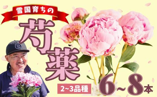 【先行予約】芍薬 切花 シャクヤク おまかせ2〜3品種 6〜8本セット【期間限定】(7-A5)